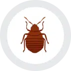 A geometric arrangement of bed bugs.