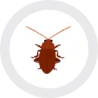 A geographically inspired artwork featuring a brown cockroach in a circle on a white background.