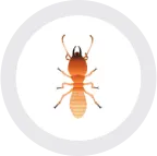 An insect with a geo pattern in a circle on a white background.