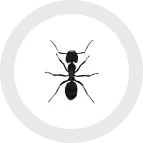 A monochromatic ant with geometric patterns in a circular shape.