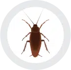 A geodesic brown cockroach in a circular shape.