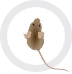 A mouse in a geometric pattern on a white background.