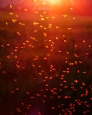 mosquito swarm at sunset